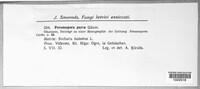 Peronospora parva image